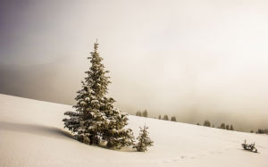 nature, tree, snow, winter, wood, fog, weather, fir, season, landscape