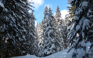 nature, landscape, trees, forest, mountain, snow, winter, sky, fir, season, spruce