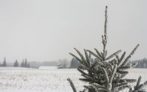 field, farm, forest, trees, winter, snow, nature, rural, landscape, countryside, spruce, evergreen, pine