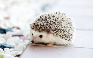 hedgehog, animal, baby, cute, small, pet