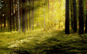 природа, папоротник, солнце, лучи, пейзаж, лето, яркие, лес, деревья