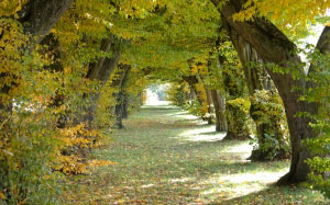 деревья, лес, солнечные лучи, лист, осень, сад, время года, разноцветный, аллея, проход