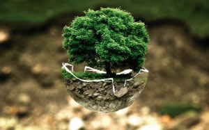 дерево, природа, растение, окружающая среда, жить, зеленый, биология, рост, почва, флора, экология, загрязнение, мяч, бонсай, органический, сохранение