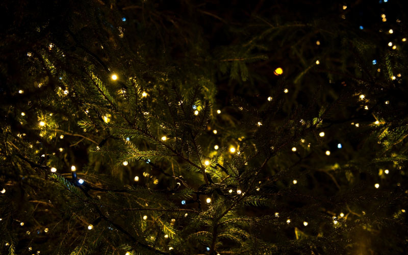 christmas tree, branch, lights, night, christmas, xmas, christmas lights, christmas decoration, new year