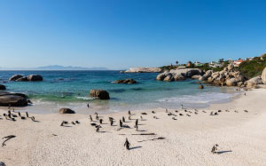 панорамный, африканские пингвины, пляж боулдерс, саймонс-таун, южная африка, природа, море, океан, пляж, песок, пейзаж