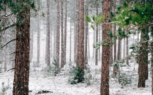 woods, snowy, snowfall, trees, winter, wintry, forest, blizzard, scenic, december, january, wonderland, cold, snowing, snow, nature