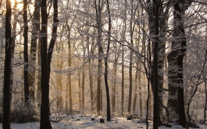 beech, forest, hungary, winter, snow, wood, nature