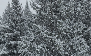 снегопад, деревья, зима, хвойные деревья, ель, природа