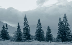 landscape, trees, nature, forest, wilderness, mountain, snow, winter, wood, mist, cloudy, frost, valley, foggy, pine, gray, blue, conifer, outdoors, spruce, woodland