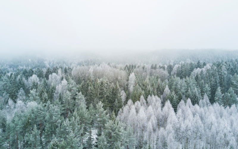 деревья, природа, лес, дикая местность, гора, снег, зима, иней, туман, утро, мороз, погода, время года, ель, лесистая местность, заморозки, хвойный