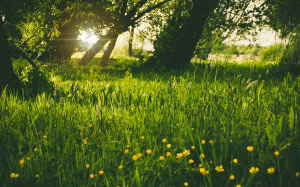 spring, sunshine, park, forest, green, nature, yellow, flower, ray, sun ray, grass, trees