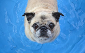 pug, dog, pet, animal, pool, water, summer, heat, humid, cooling, cute, funny