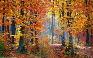 пейзаж, деревья, природа, лес, лист, осень, сезон, листья