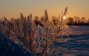 ice, frost, frozen, snow, winter, sunset, evening, nature, landscape