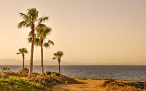 palm trees, sea, horizon, landscape, nature, cyprus, ocean, beach