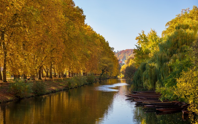 germany, river, neckar, autumn, fall, trees, landscape
