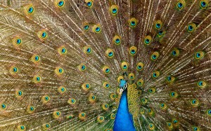 синий павлин, животное, птица, красочный, разноцветный, перья, павлин, оперение, синий, природа