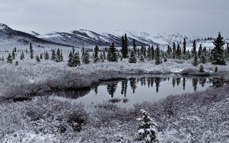 forest, landscape, snow, nature, lake, mountains, trees, water, pond