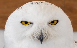 portrait, snowy owl, owl, bubo scandiacus, birds, animals, face