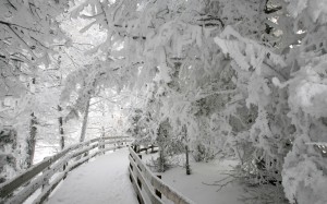 nature, winter, snow, trees, path