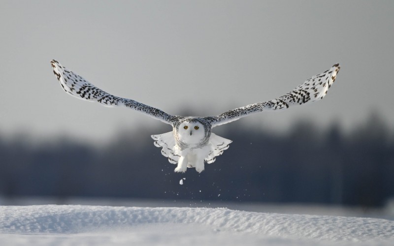 birds, snow, owls, wings, winter, wildlife, flying, flight