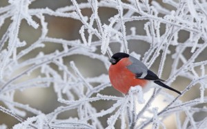 снег, птицы, ветви, ветки, клюв, кардинал, дерево, зима, птица, дикая природа, северный, мороз, снегирь