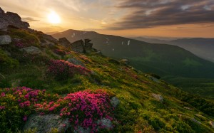 rhododendron, flowers, carpathian mountains, mountains, nature, sunset, landscape