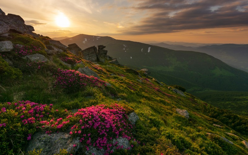 rhododendron, flowers, carpathian mountains, mountains, nature, sunset, landscape