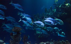 животные, аквариум, водные, кораллы, глубокие, рыба, морской, океан, риф, подводное плавание, природа, море, подводный, вода