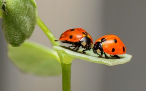 nature, love, spring, insects, macro, couple, two, close up, bugs, beetles, ladybugs, leaf