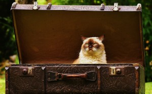 кот, багаж, смешной, чемодан, животные, забавный