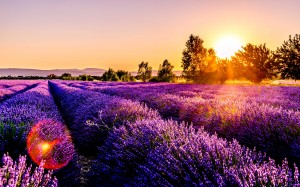 field, lavender, wildflowers, sky, flowers, spring, sunlight, evening, landscape, meadow, nature, sunset, dusk