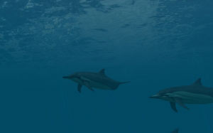 дайвинг, дельфин, природа, глубина, глубоко, море, подводный, под водой, океан, подводный мир, вода, рыба, рыбы
