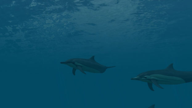 Dolphins Screenshot