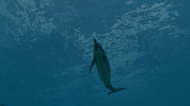 Dolphins Screenshot