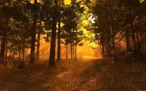 осень, природа, солнечный, лес, деревья, пейзаж