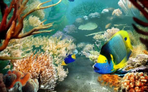 рыба, под водой, вода, расслабиться, тропический, тропики, коралловый риф