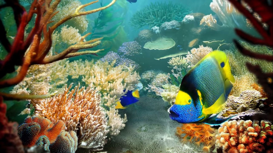 fish, underwater, water, relax, tropics, coral reef
