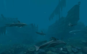 dolphins, pirate reef, sunken ship, underwater, sea, ocean, depth, fish