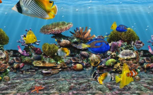 аквариум, рыба, вода, аквариум, тропический, рыбки