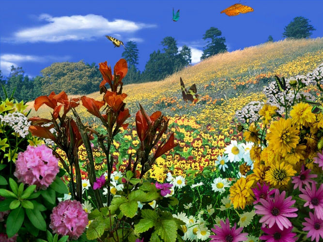 весна, природа, пейзаж, бабочки, бабочка, цветы