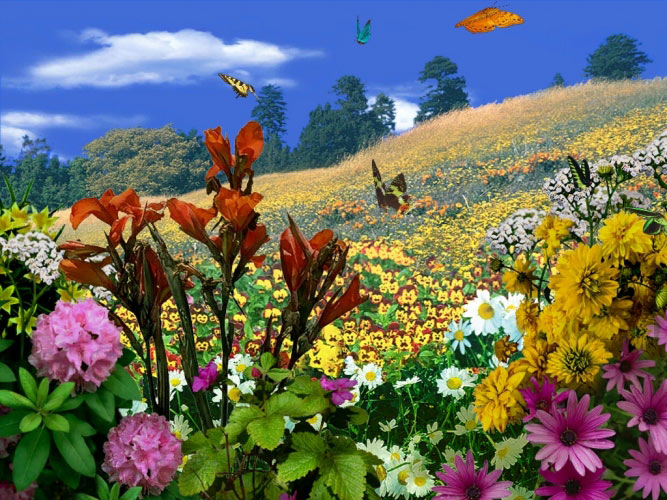 nature, landscape, butterflies, butterfly, flowers, spring