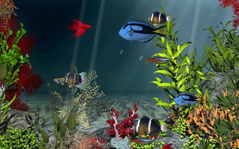 fish, underwater, water, sea, ocean, 3d