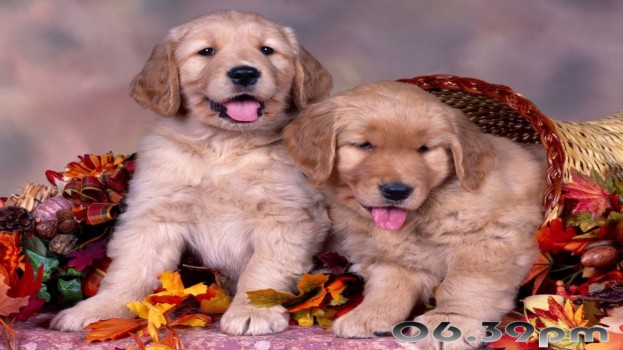 Pretty Puppies Screenshot