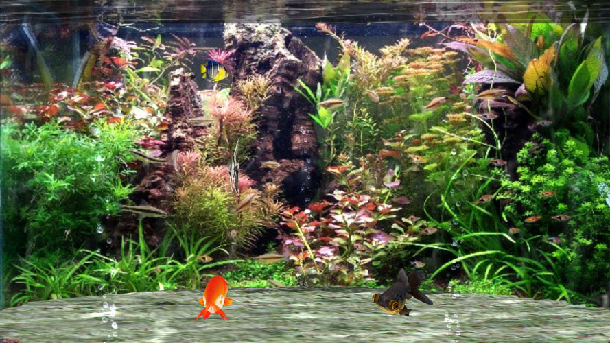 fish, aquarium, 3d, water