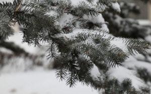 winter, tree, snow, twig, branches, needles, nature