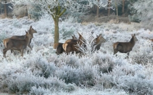 reindeer, deer, animal, nature, wild, wildlife, forest, winter, snow, hoarfrost