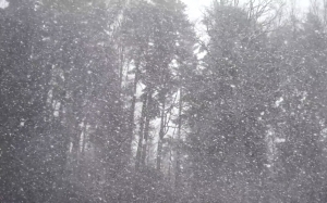 snow, snowfall, forest, winter, landscape, fir, snowflakes, blizzard, nature