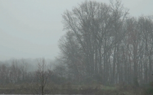 winter, autumn, snow, trees, nature, wind, cloudy