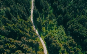 forest, road, aerial view, trees, fir, landscape, green, summer, spring, idyll, sunny, switzerland, mountains